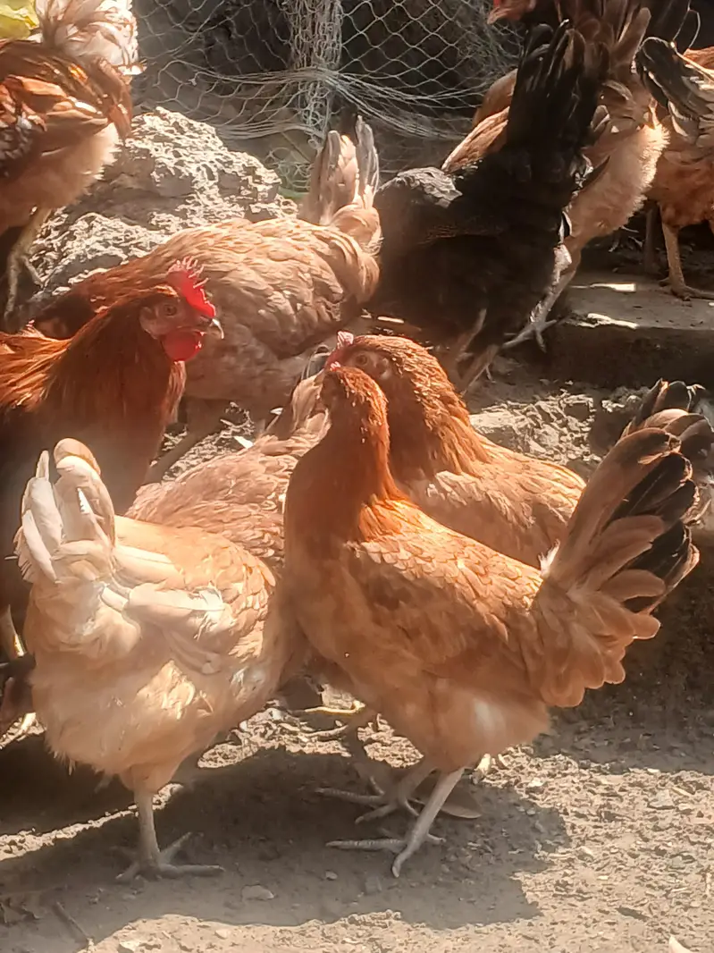 Golden Misri  | Australorp | Lohman Brown — photo 6