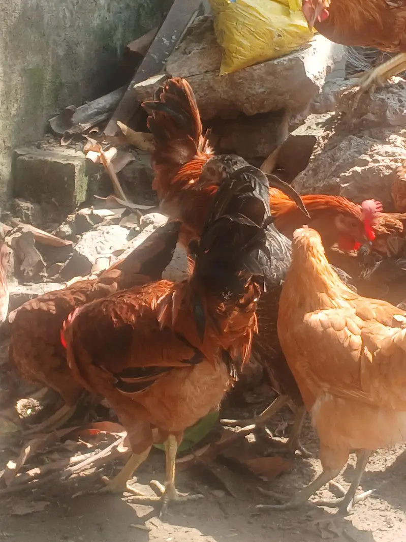 Golden Misri  | Australorp | Lohman Brown — photo 7