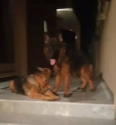 German shepherd male long coat black masked