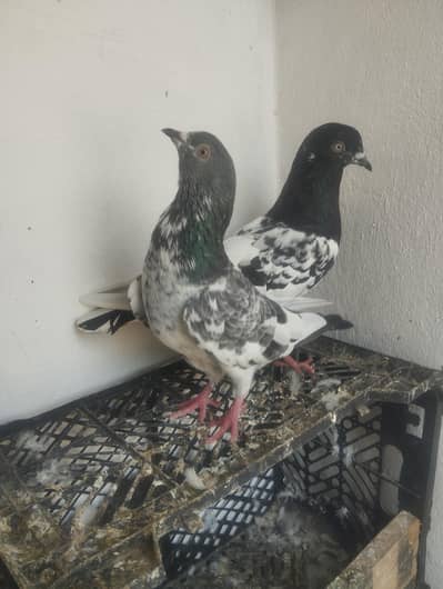 2 breeder pair for sale