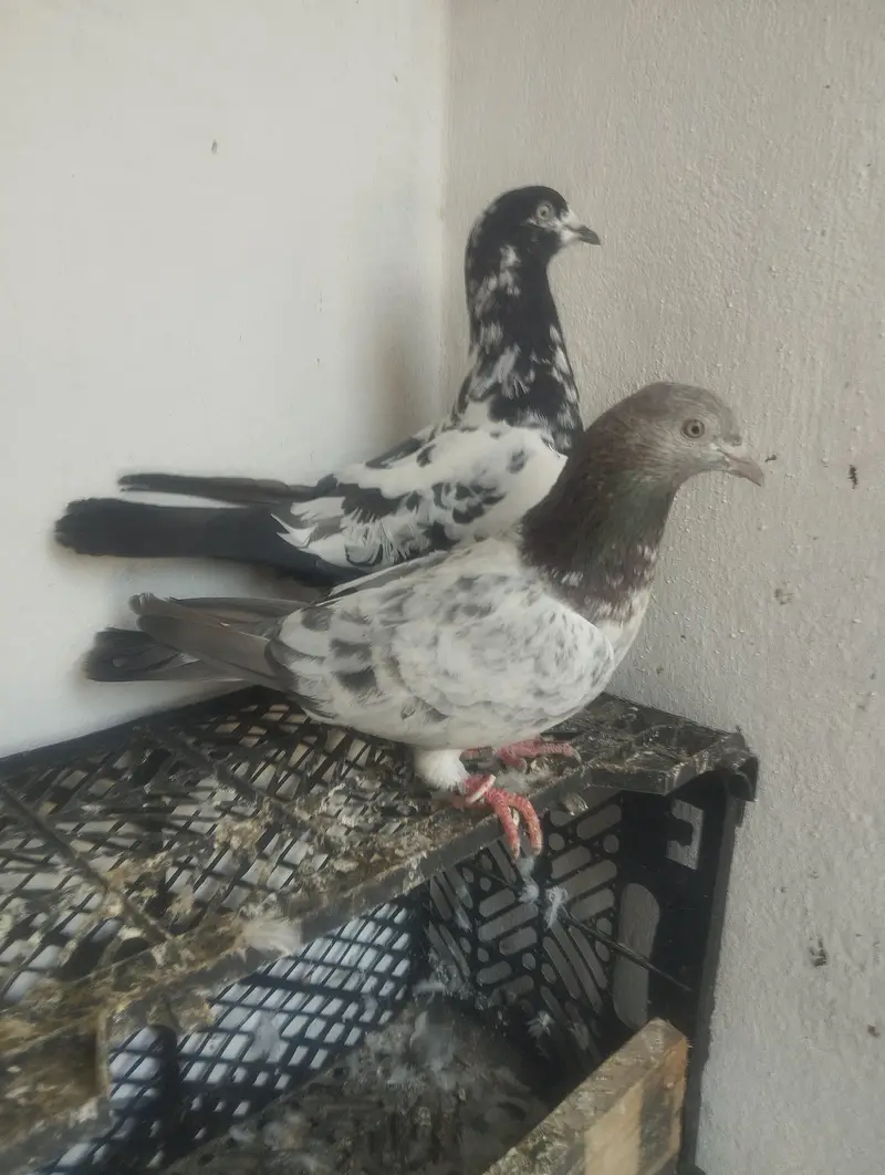 2 breeder pair for sale — photo 2