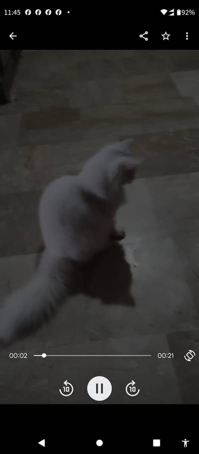 Persian cat for sale
