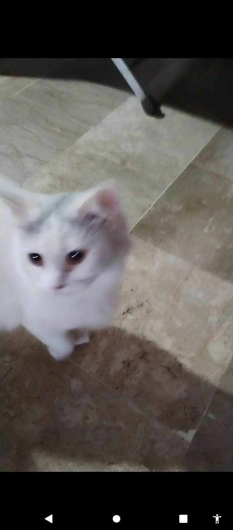 Persian cat for sale — photo 2