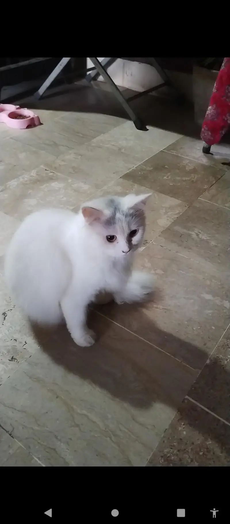 Persian cat for sale — photo 3