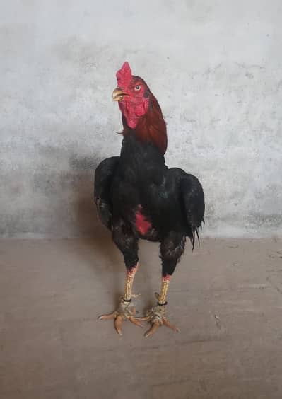 Aseel mianwali male