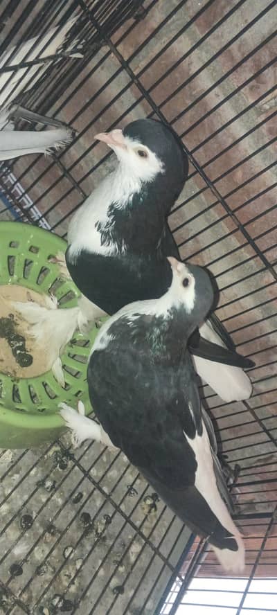 breeder pair 4000