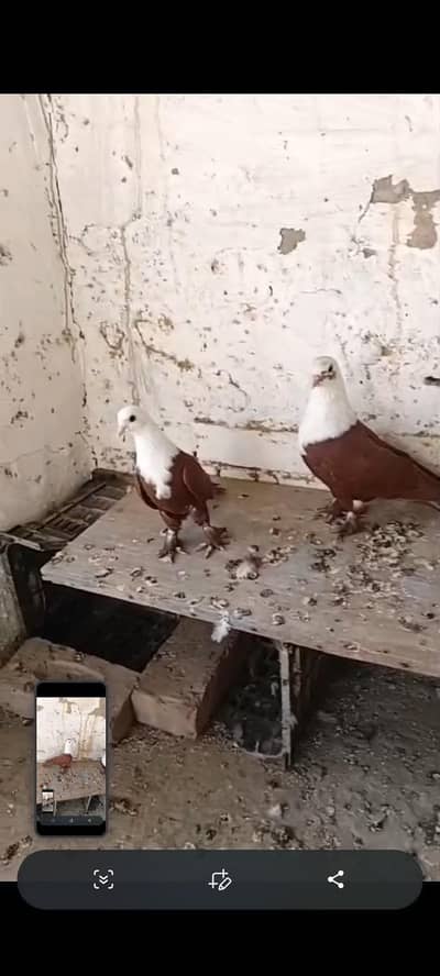 lala krbalie pair