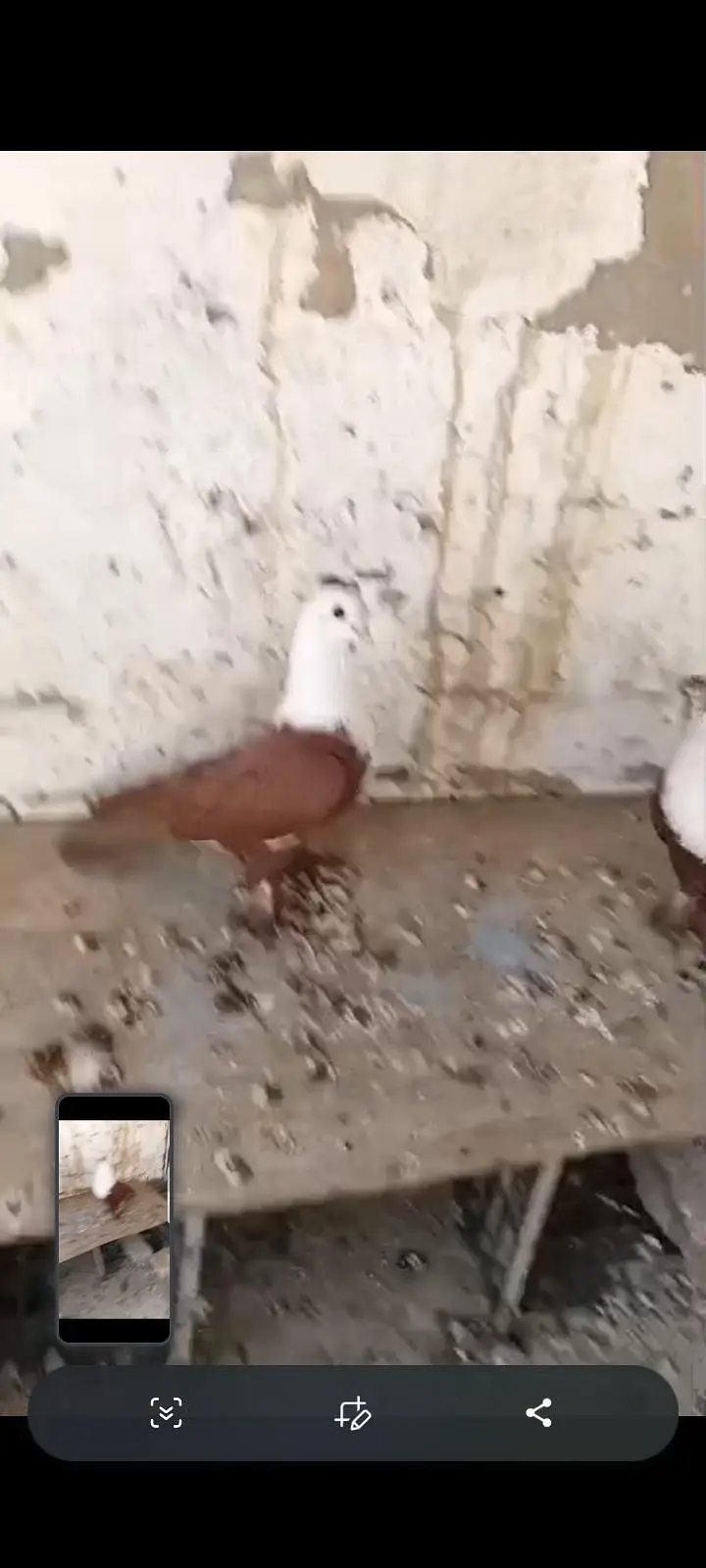 lala krbalie pair — photo 3