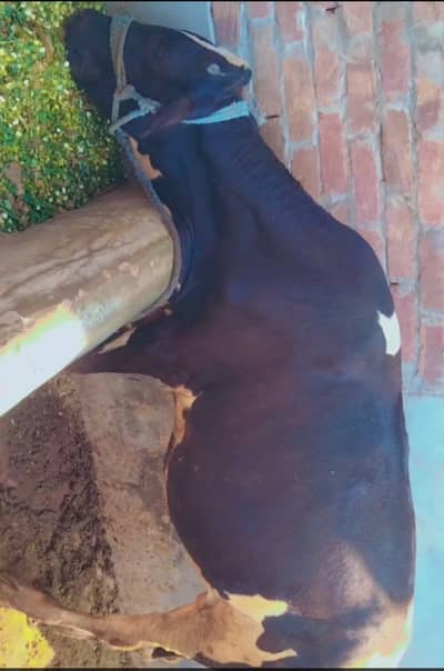 Beautiful Friesian Cross Bachra / Calf for Sale
