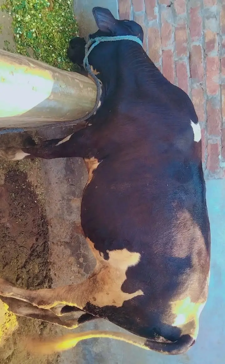 Beautiful Friesian Cross Bachra / Calf for Sale — photo 3