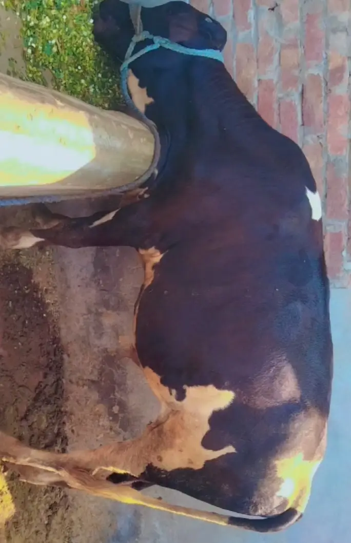 Beautiful Friesian Cross Bachra / Calf for Sale — photo 4