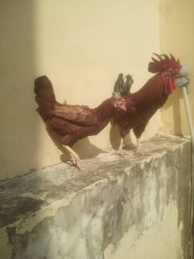 desi cock and hen egg laying