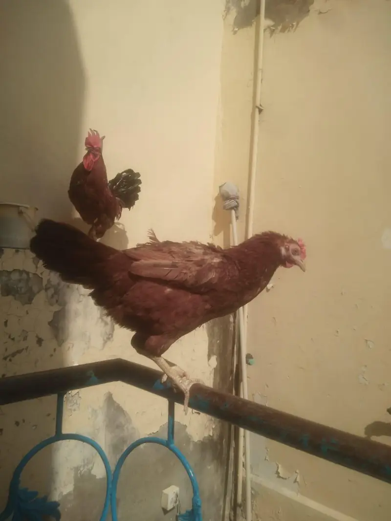 desi cock and hen egg laying — photo 2