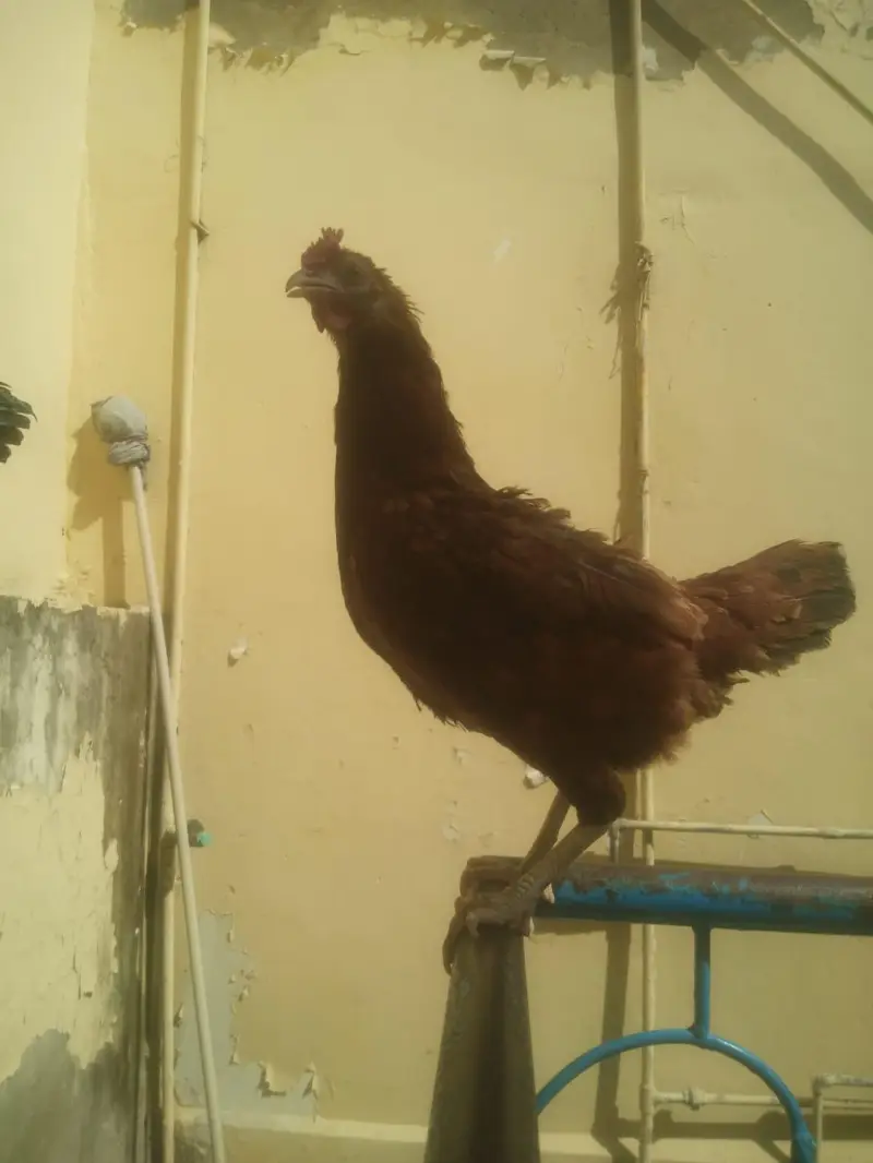 desi cock and hen egg laying — photo 3