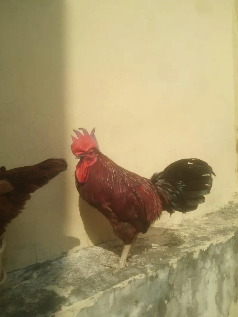 desi cock and hen egg laying — photo 4