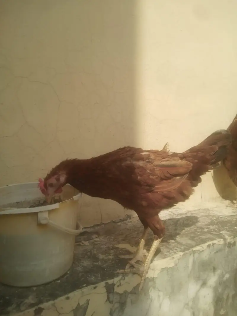 desi cock and hen egg laying — photo 5