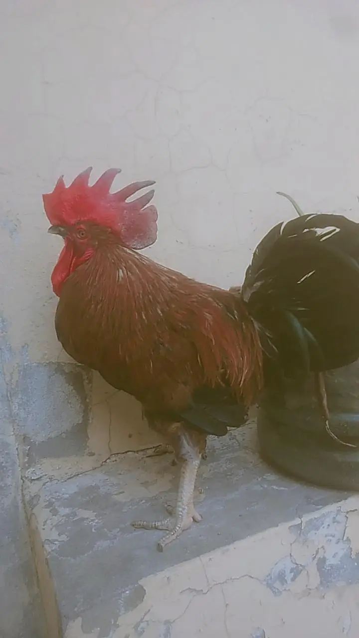 desi cock and hen egg laying — photo 6