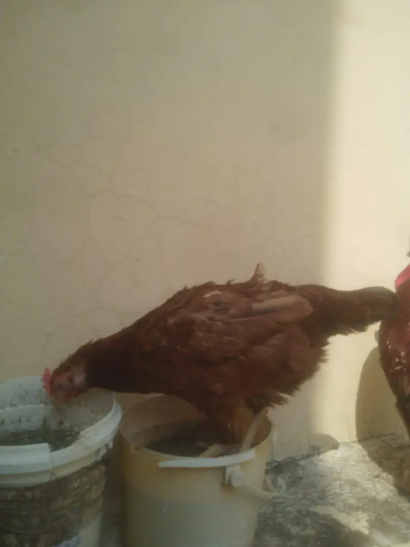 desi cock and hen egg laying — photo 7