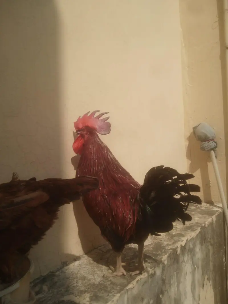 desi cock and hen egg laying — photo 8