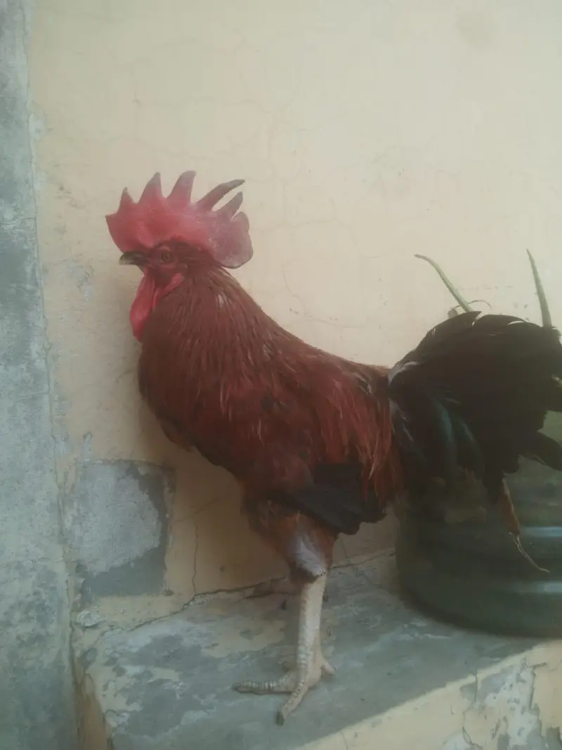 desi cock and hen egg laying — photo 9