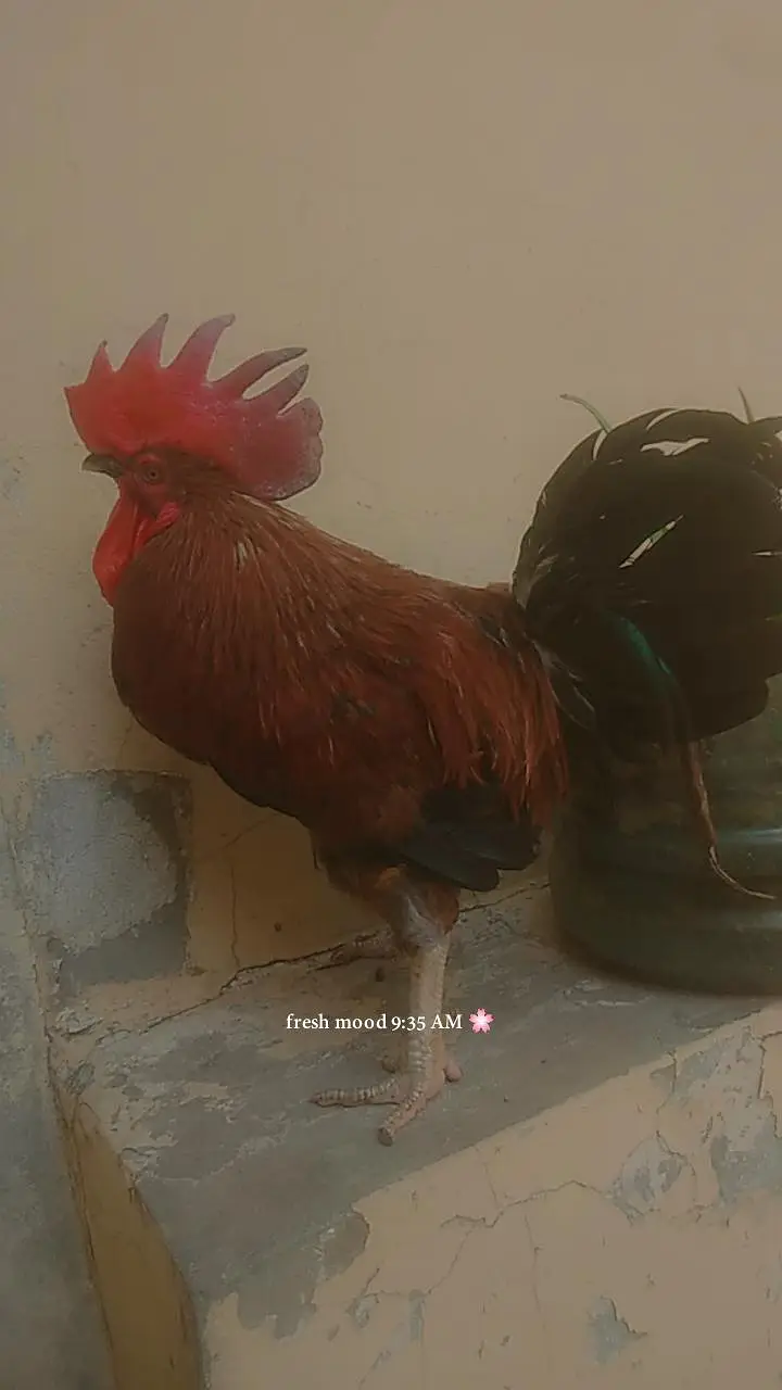 desi cock and hen egg laying — photo 10