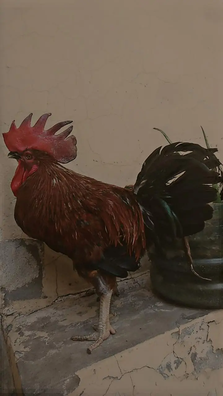 desi cock and hen egg laying — photo 11