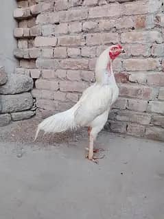 Murga Forsale