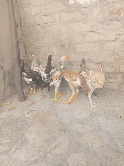 Dasi hens for sale