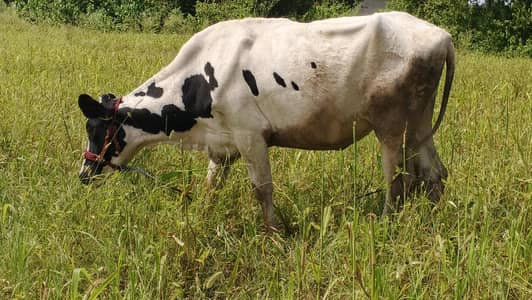 Friesian Hifer