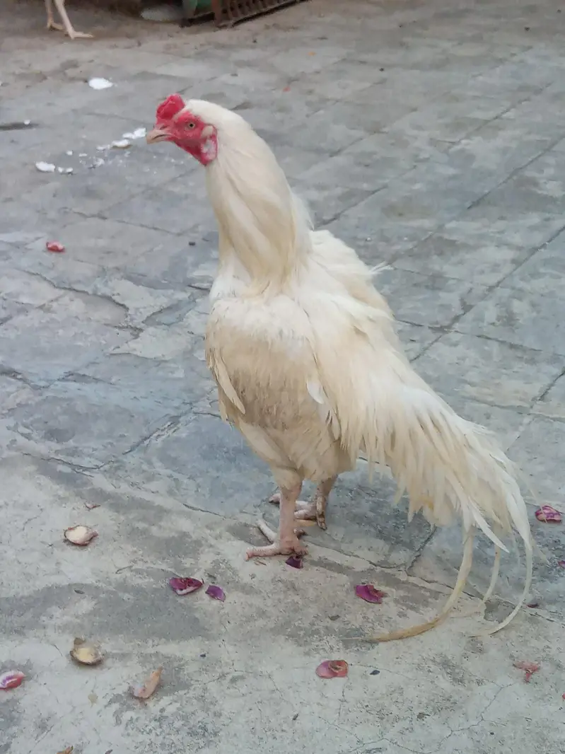 paper white aseel — photo 2