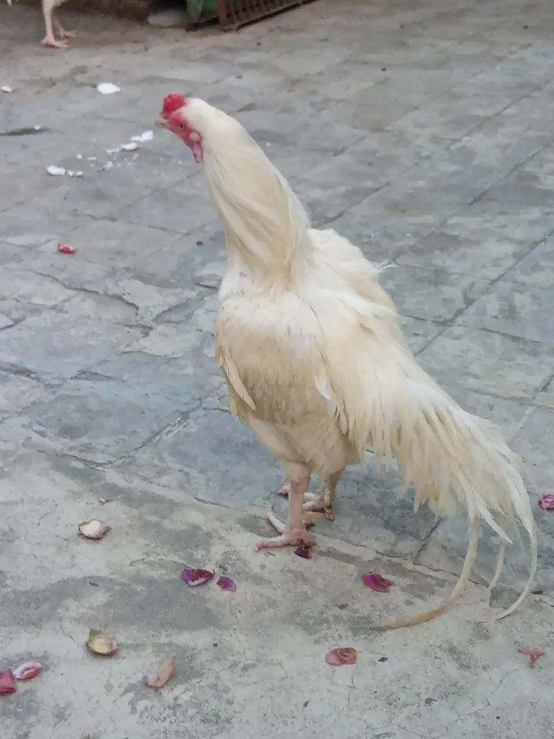 paper white aseel — photo 3