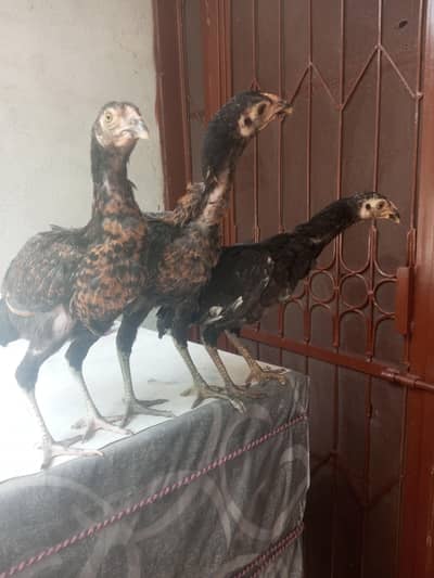 dasi hens for sale