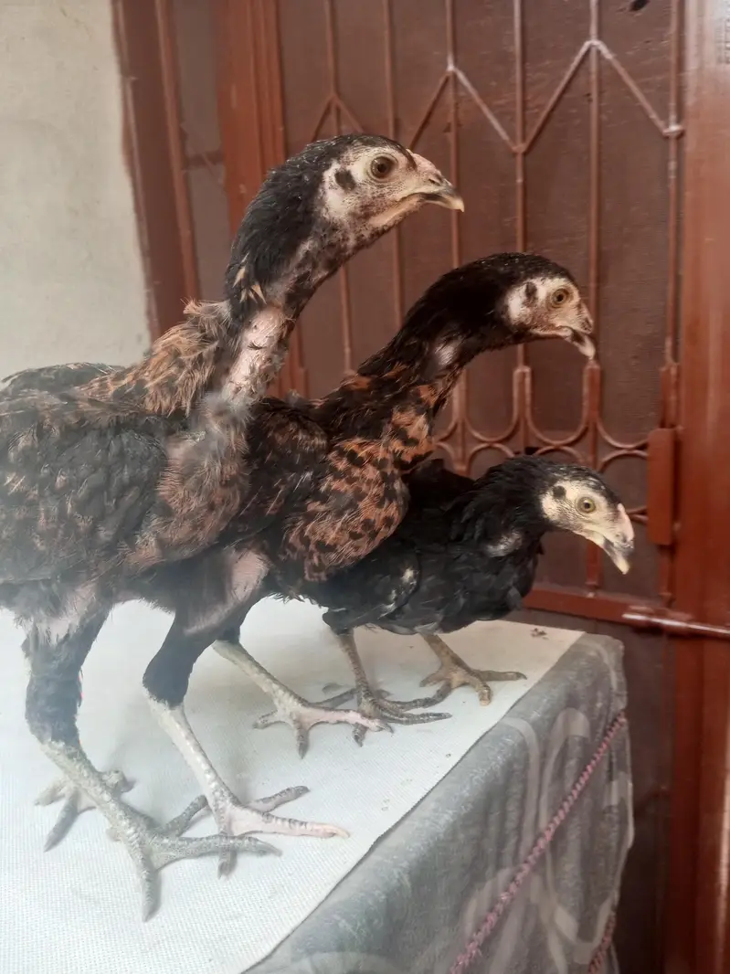 dasi hens for sale — photo 2