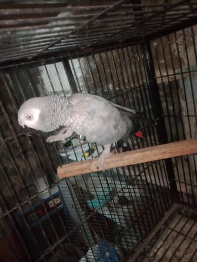 African. Grey. pair. 03026532006