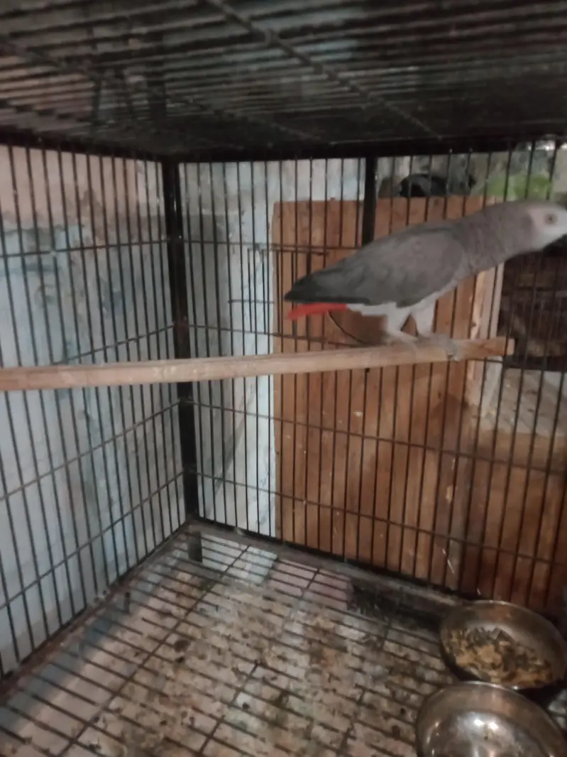 African. Grey. pair. 03026532006 — photo 2
