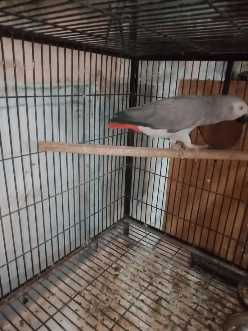 African. Grey. pair. 03026532006 — photo 3