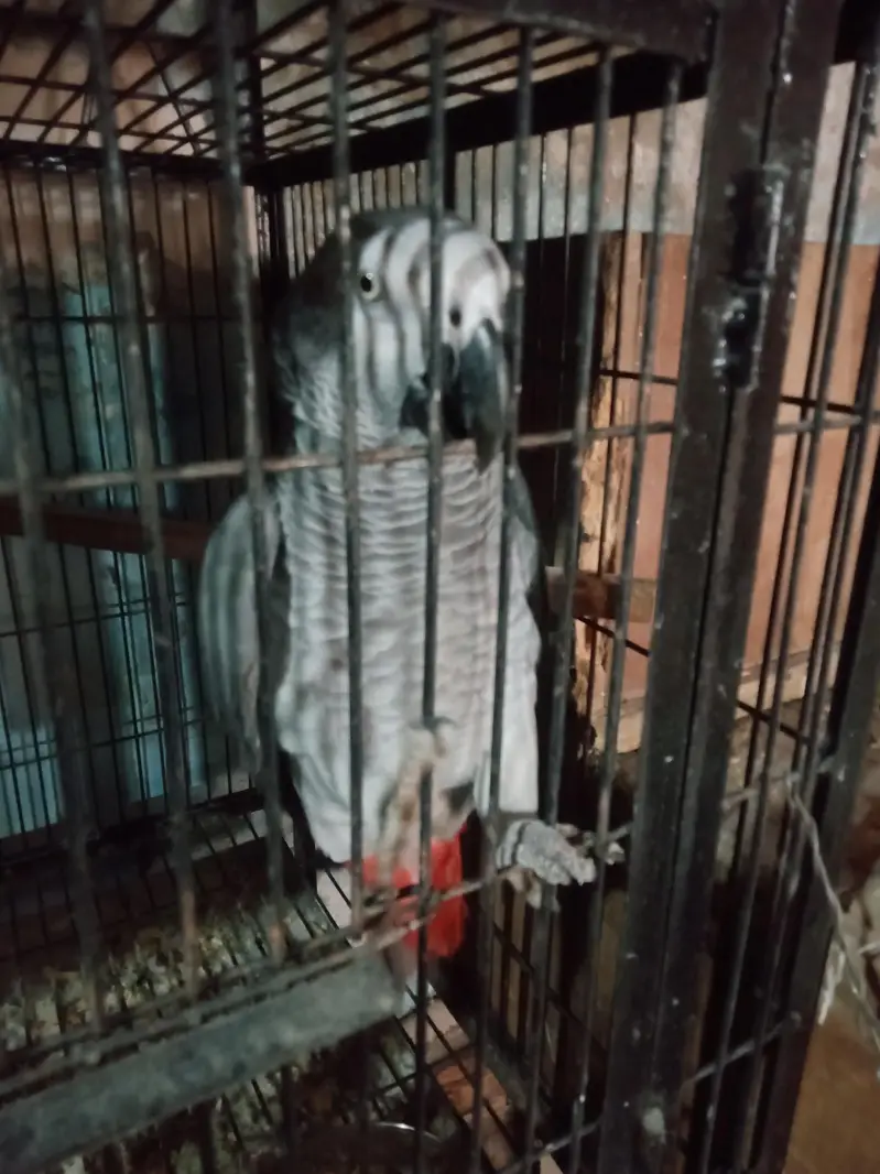 African. Grey. pair. 03026532006 — photo 4