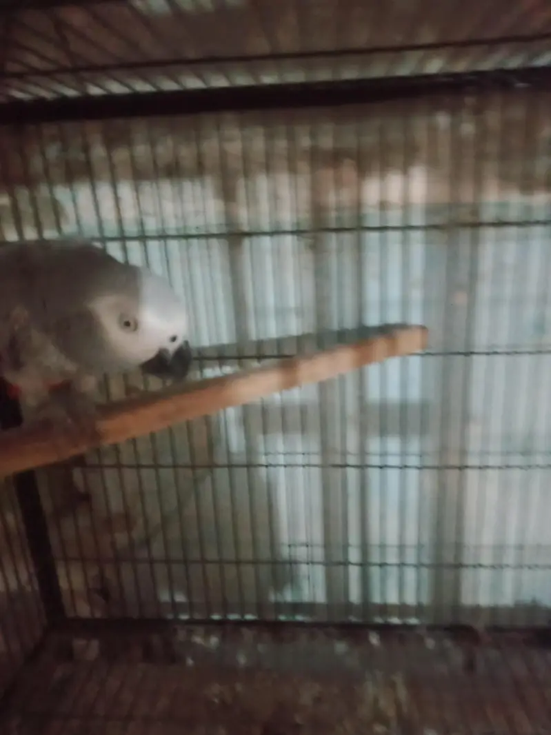 African. Grey. pair. 03026532006 — photo 5