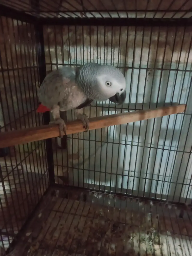 African. Grey. pair. 03026532006 — photo 6