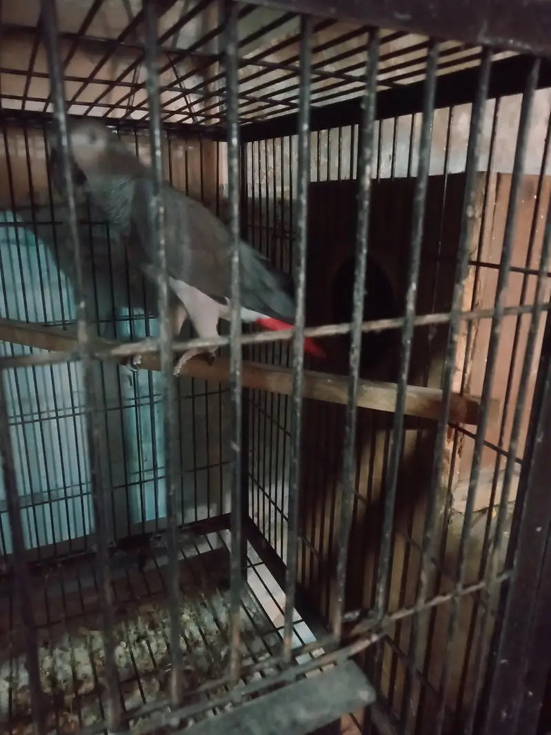African. Grey. pair. 03026532006 — photo 7