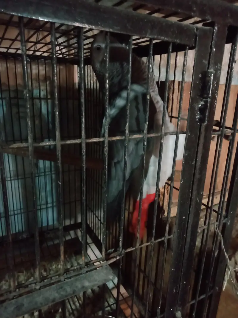 African. Grey. pair. 03026532006 — photo 8