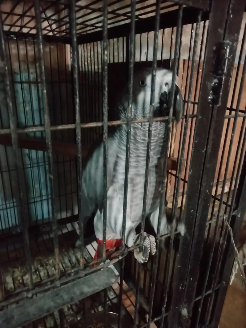 African. Grey. pair. 03026532006 — photo 9