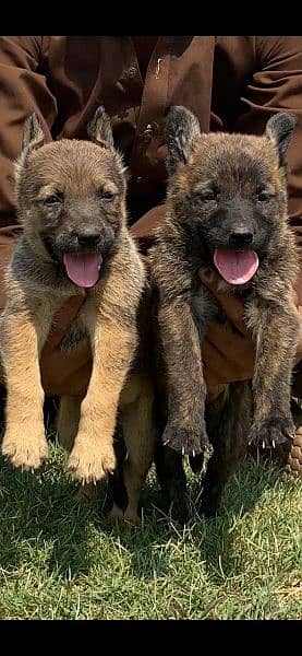 Belgium Bilinas pair 2 mahnt for sale active and healthy
