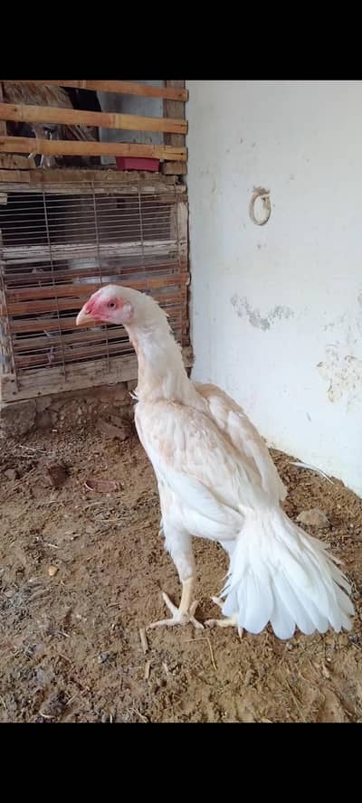 Parrot beak cross female