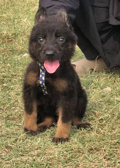 German shepherd long cout mail 2 mahnt for sale