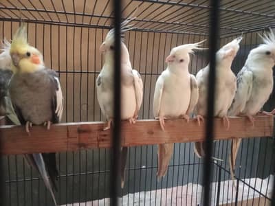 breeder pair of v paid and grey cocktail