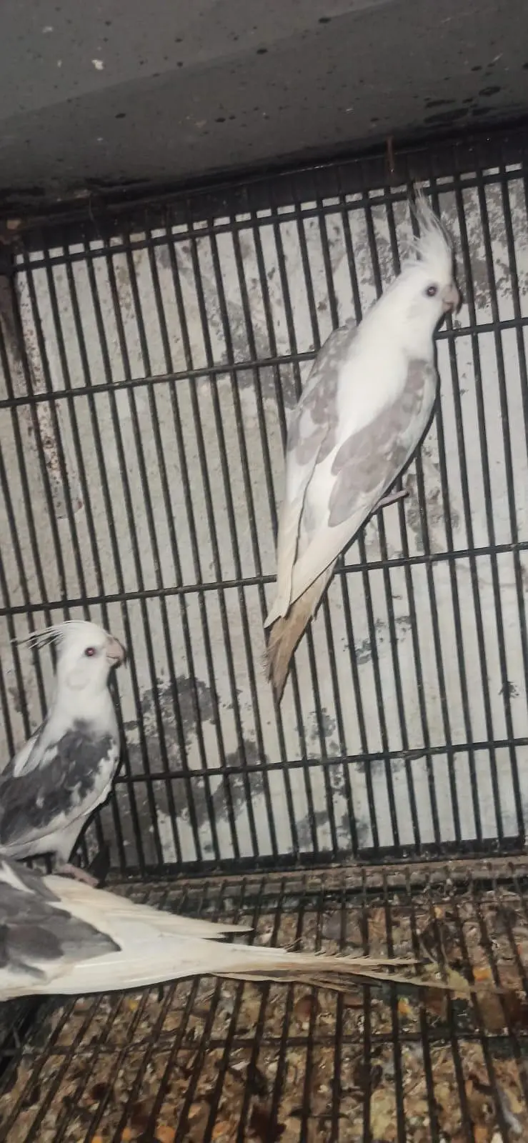 breeder pair of v paid and grey cocktail — photo 2