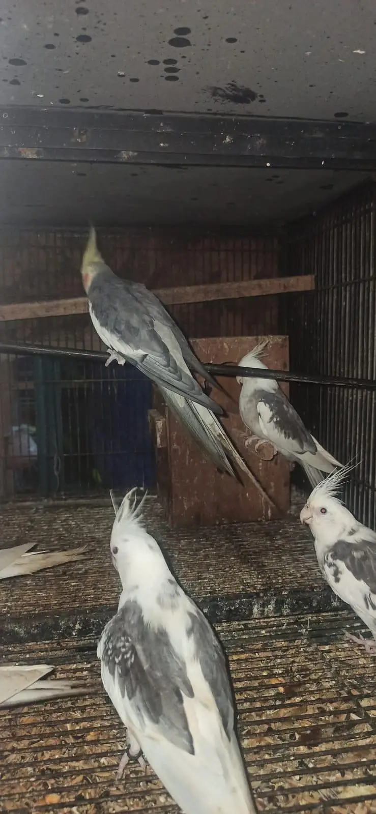 breeder pair of v paid and grey cocktail — photo 3