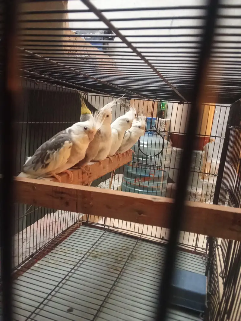 breeder pair of v paid and grey cocktail — photo 5