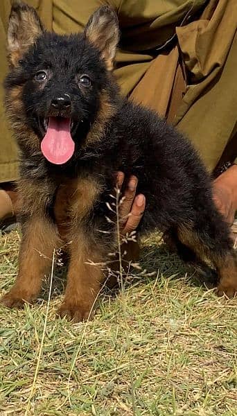 German shepherd dubal cout pair 2 mahnt for sale active and healthy
